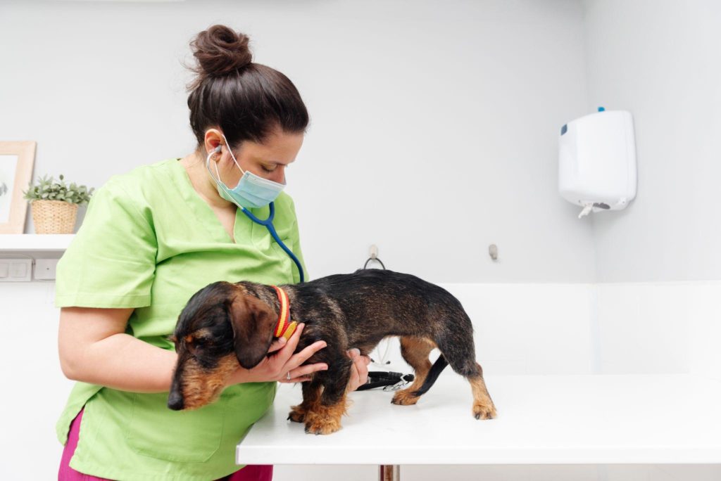 Pet doctor examining a dachshund breed dog
